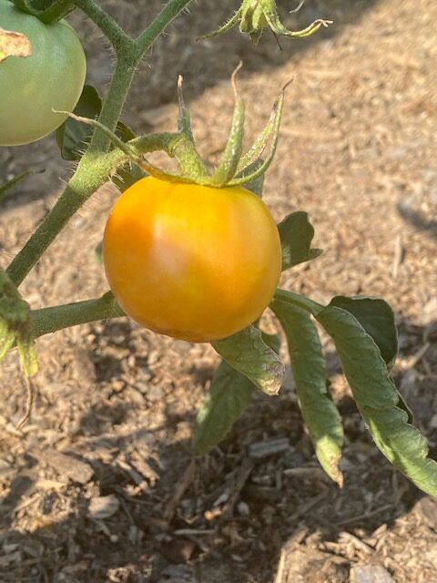 Golden tomato